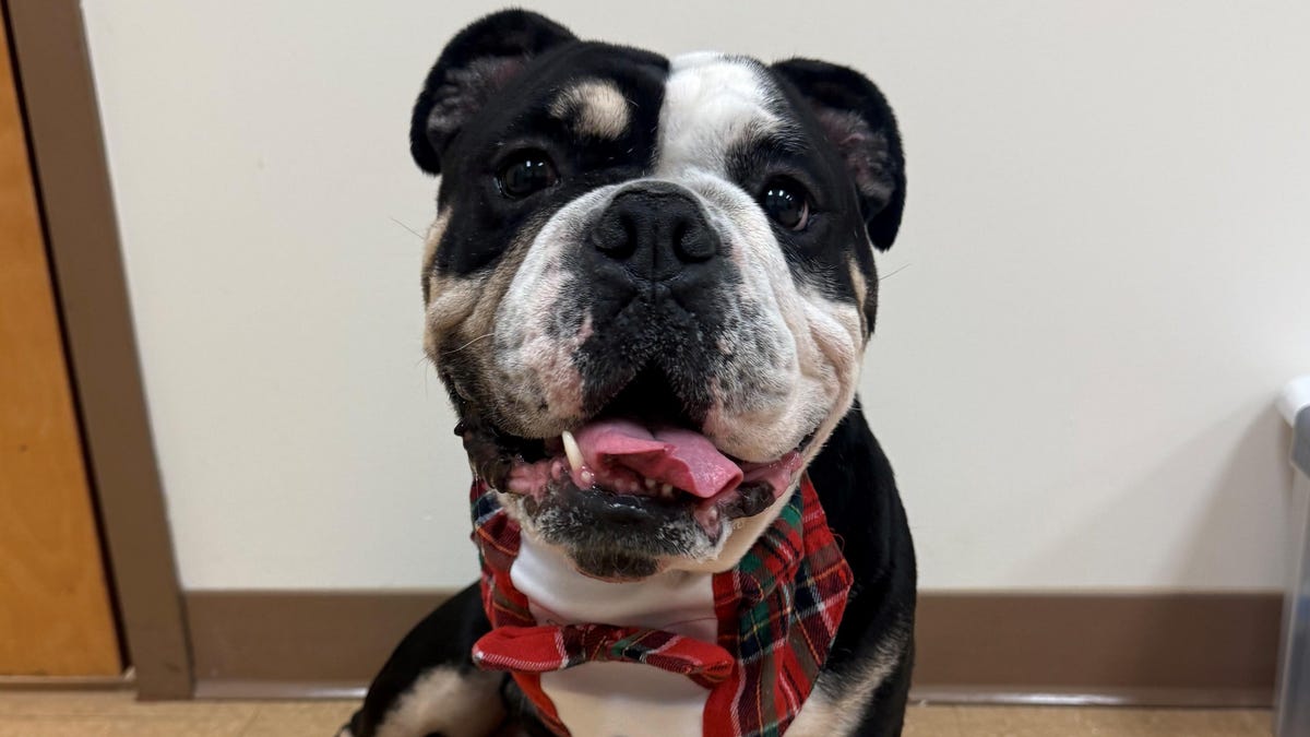 These cats and dogs are up for adoption at Jacksonville-area shelters