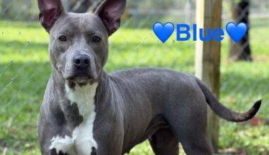 These cats and dogs are up for adoption at Jacksonville-area shelters