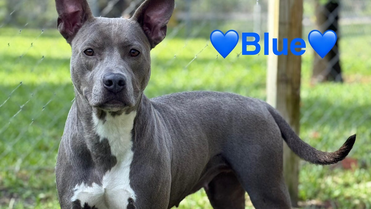 These cats and dogs are up for adoption at Jacksonville-area shelters