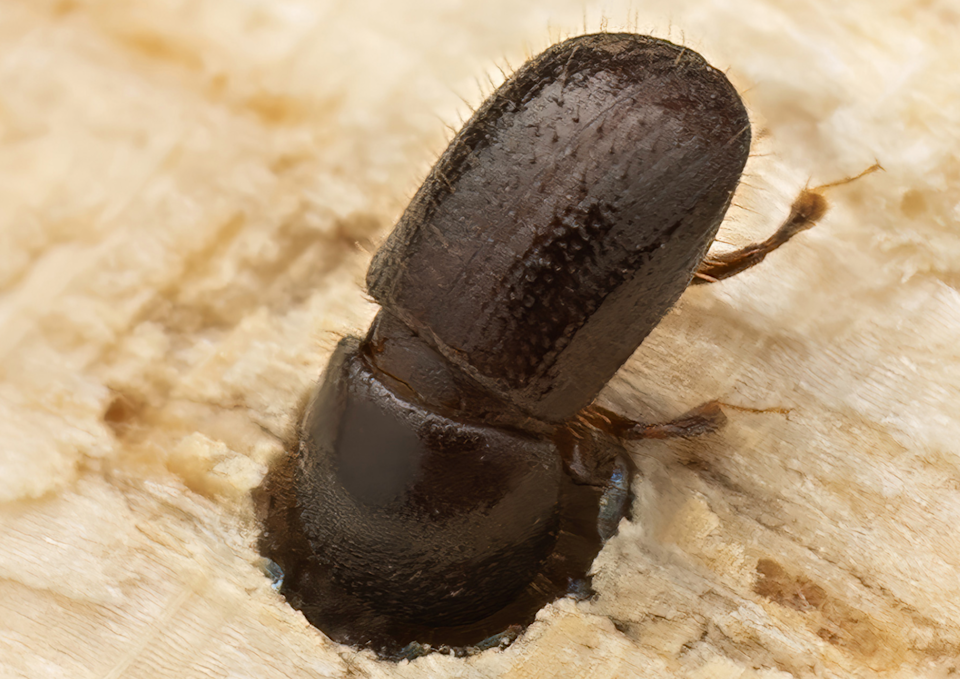 A close-up shot of the shot-hole borer. 