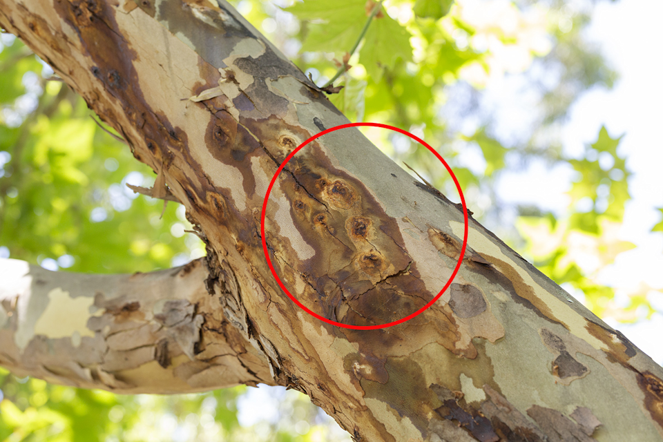 Small, bullet-shaped burrows on tree. 