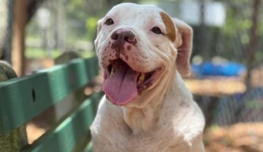 These cats and dogs are up for adoption at Jacksonville-area shelters
