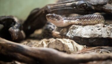Does Illinois have venomous snakes? What to do if you see one, get bit