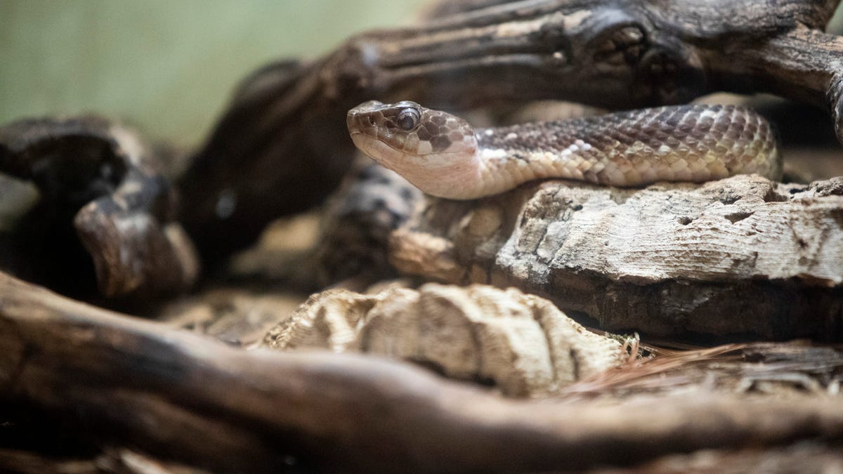Does Illinois have venomous snakes? What to do if you see one, get bit