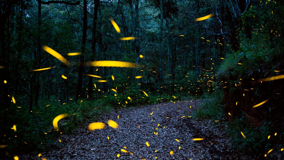 Are fireflies going extinct? Actually, they seem to be thriving.