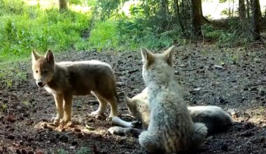 There are 3 new wolf packs in Colorado: See footage of pups