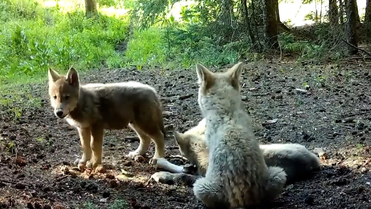 There are 3 new wolf packs in Colorado: See footage of pups