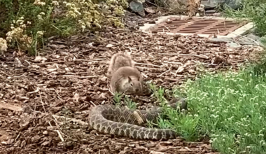See the moment a squirrel faces off with rattlesnake at a California refuge
