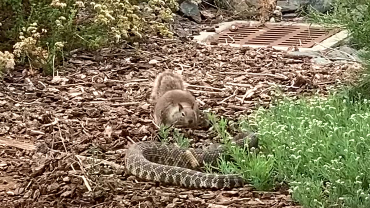 See the moment a squirrel faces off with rattlesnake at a California refuge
