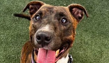 These cats and dogs are up for adoption at Jacksonville-area shelters