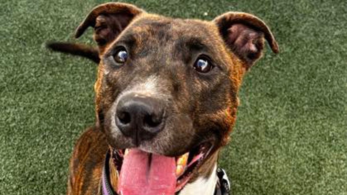 These cats and dogs are up for adoption at Jacksonville-area shelters