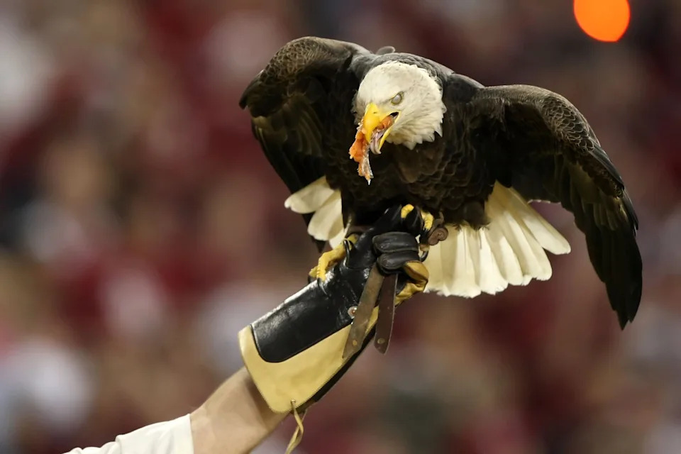 An American bald eagle is held up before a game.