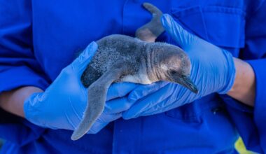 Same-sex penguin couple raising rare chick at U.K. zoo