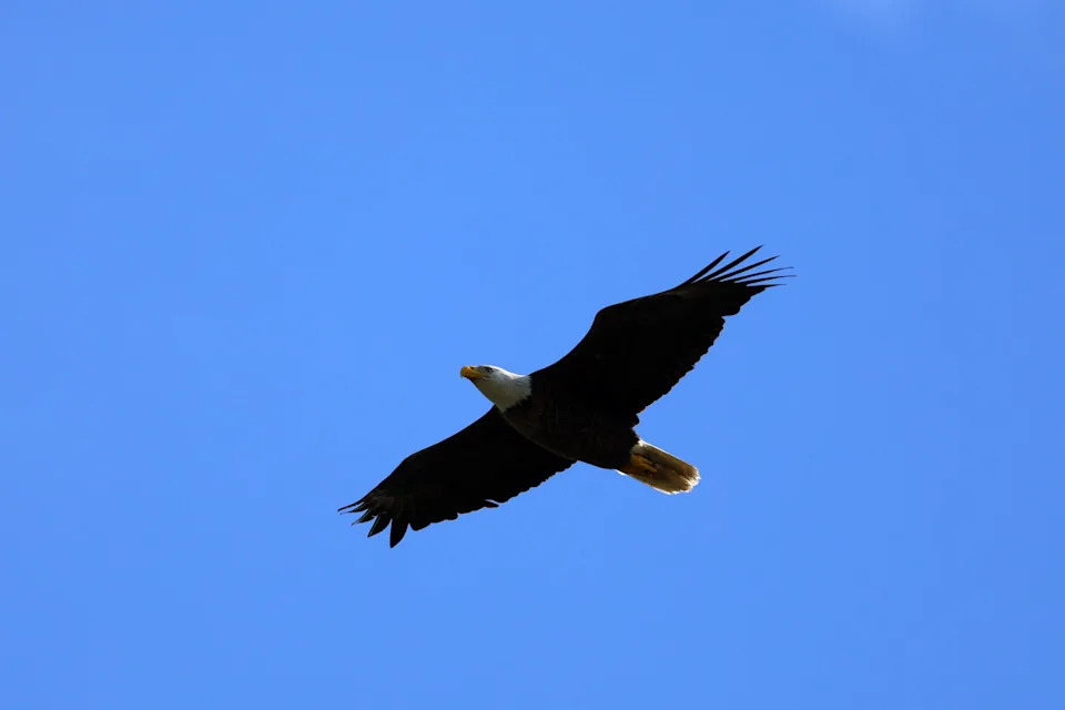 A bald eagle flies over a golf course.