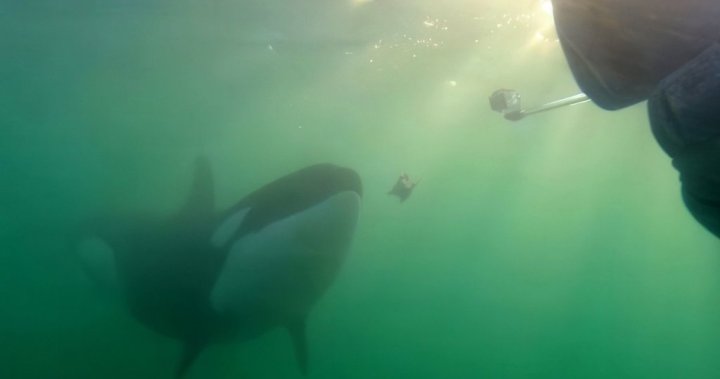 ‘These weren’t mistakes’: Orcas documented sharing their food with humans