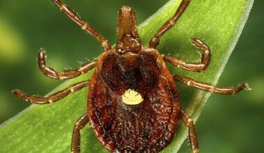 Alpha-gal syndrome (AGS) is triggered when a person is bitten by a tick - most commonly the lone star tick (pictured above) - that carries the alpha-gal sugar.