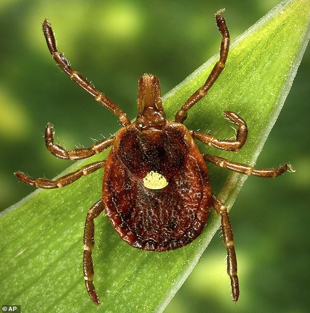 Alpha-gal syndrome (AGS) is triggered when a person is bitten by a tick - most commonly the lone star tick (pictured above) - that carries the alpha-gal sugar.