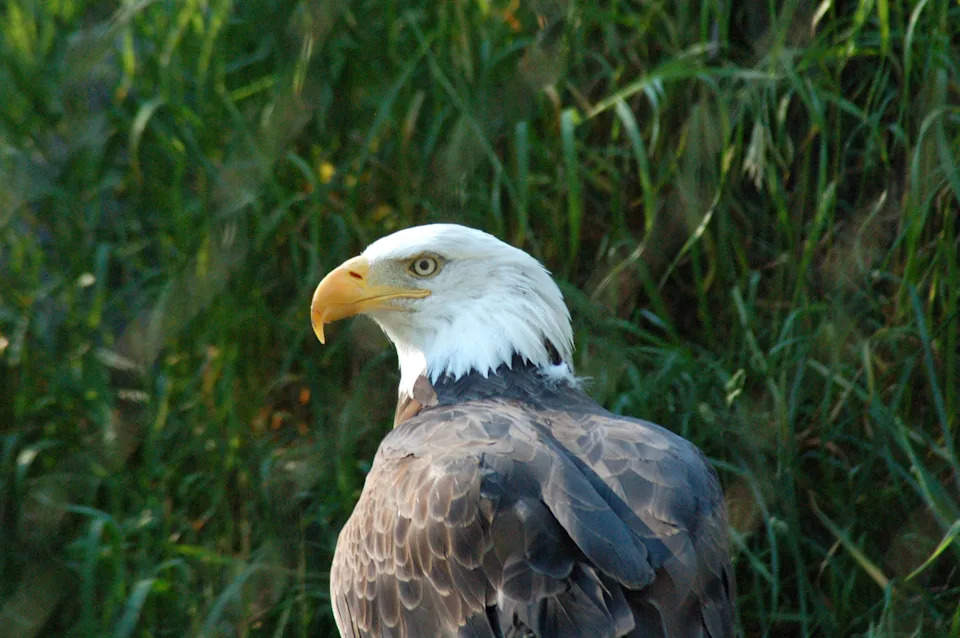 A bald eagle monitors its enclosure on Aug. 4, 2018 at the Grizzly & Wolf Discovery Center, a nonprofit wildlife park and education facility in West Yellowstone, Montana, just outside Yellowstone National Park.