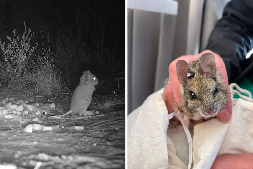 Two images of native rodents studied as part of the study.