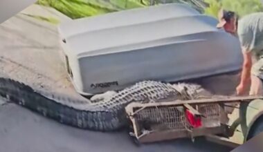 Houston-area homeowner finds gator in front yard