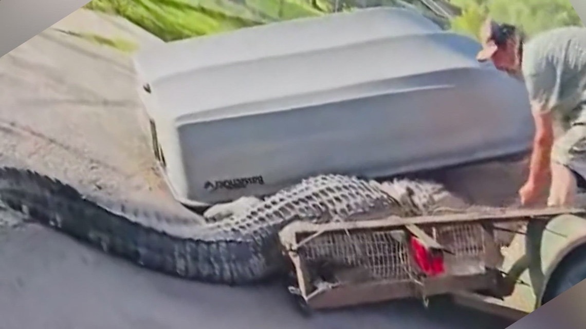 Houston-area homeowner finds gator in front yard