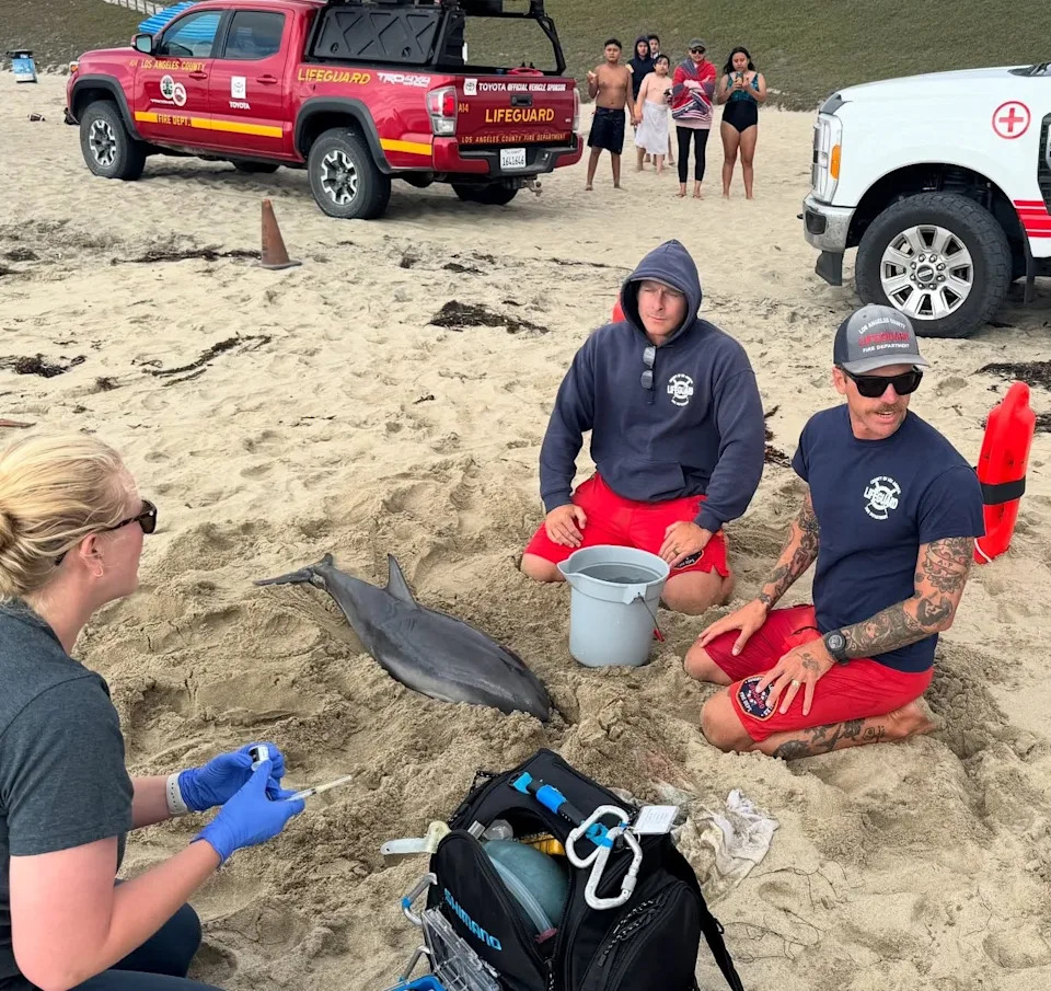Los Angeles County Fire Department lifeguards help rescue a stranded juvenile dolphin at Torrance Beach on Tuesday, July 22, 2025.