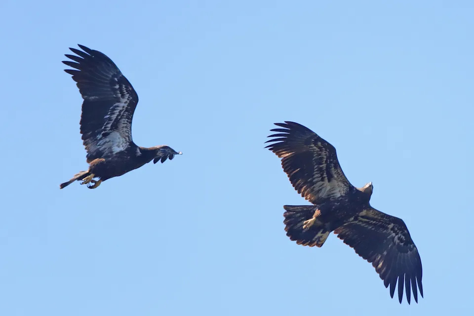 A pair of juvenile American bald eagles fly over a pond.