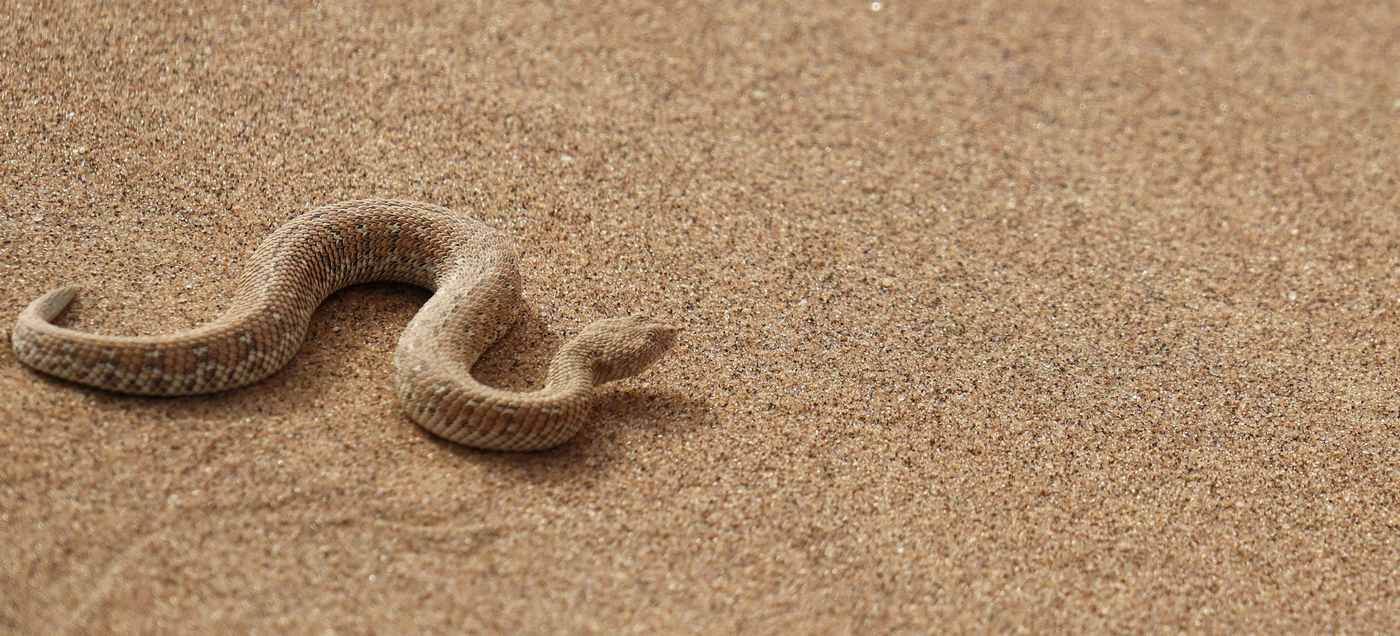 Snake and Spider Venom Produce Hundreds of 'Promising' Potential Antibiotics