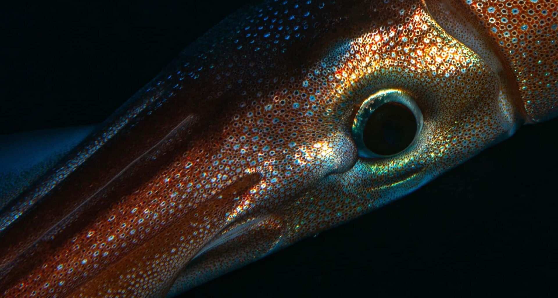 A ‘miracle’ Find The First Ever Footage Of The Mysterious Antarctic Squid Seen Alive