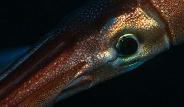 A ‘miracle’ Find The First Ever Footage Of The Mysterious Antarctic Squid Seen Alive