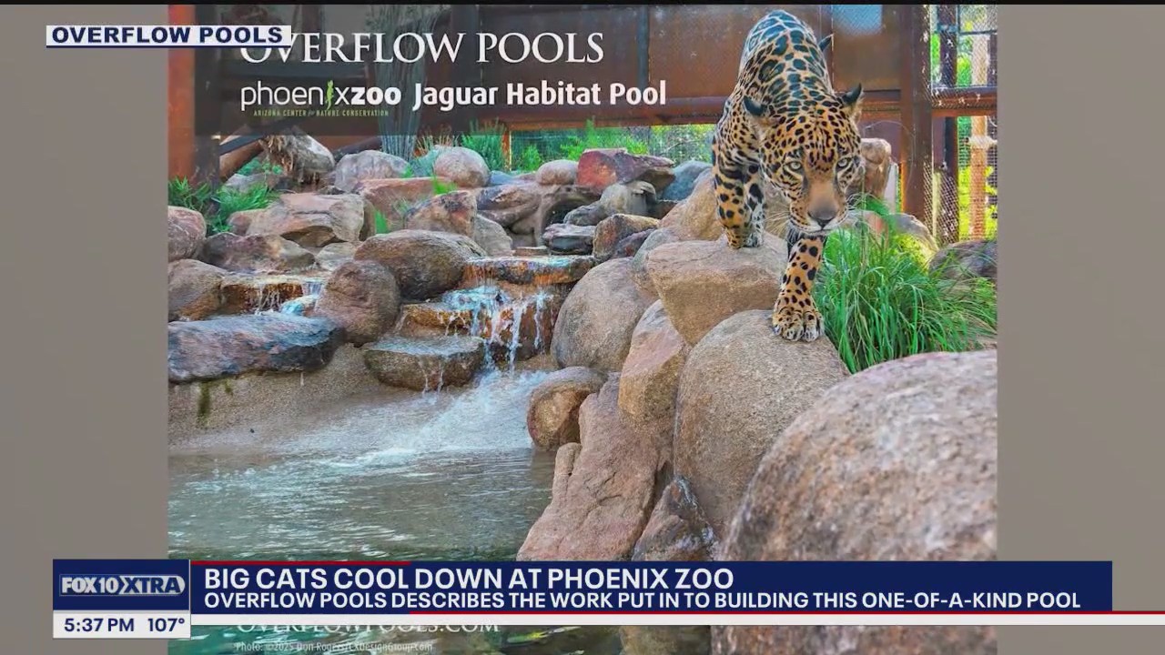 Big cats cool down at Phoenix Zoo