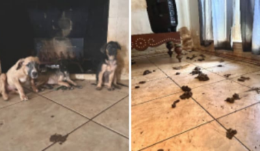 50 dogs, puppies rescued, found living in horrific conditions at SE Houston property