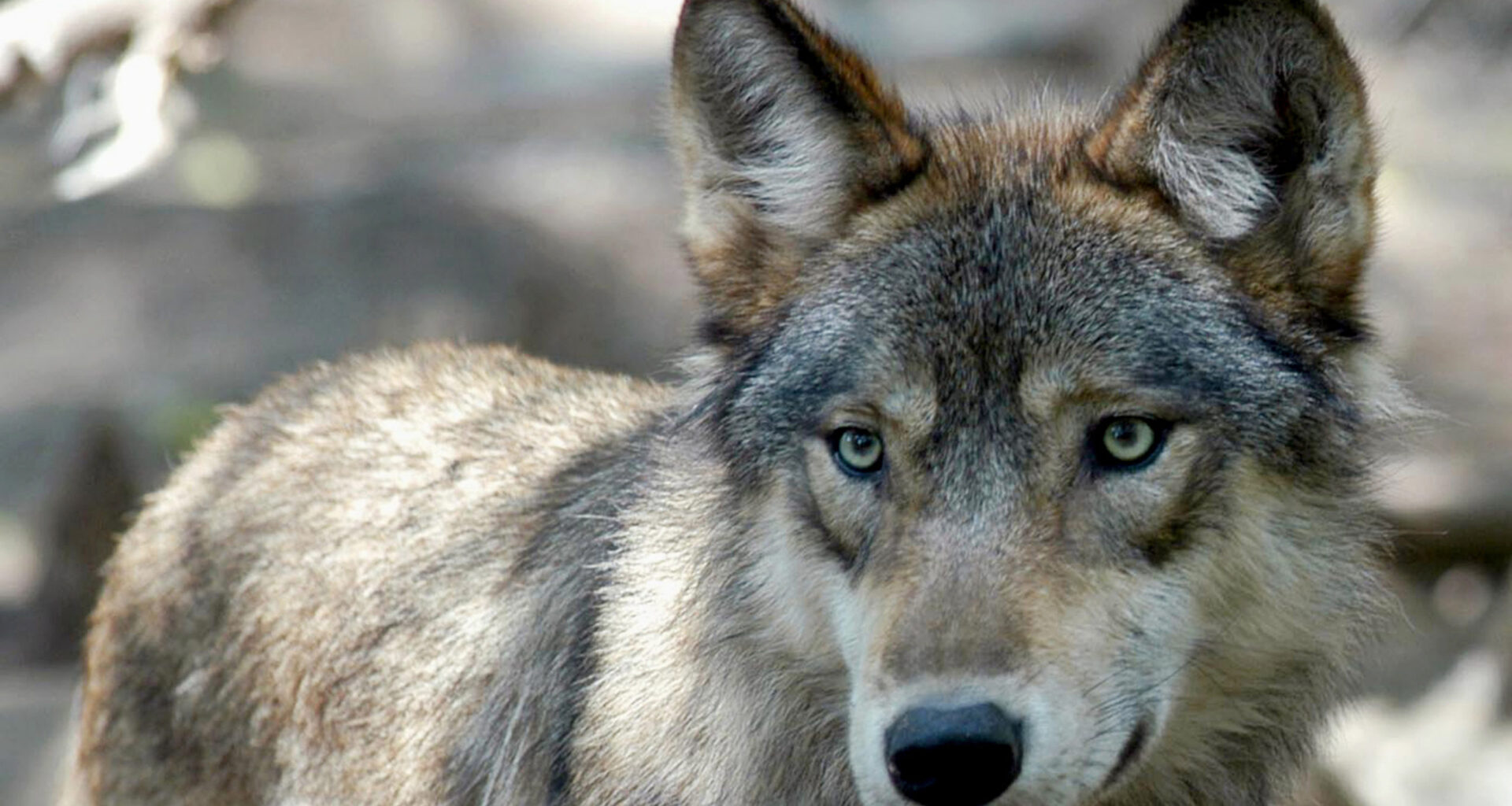 State plans to kill additional wolf due to continued cattle deaths