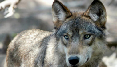 State plans to kill additional wolf due to continued cattle deaths