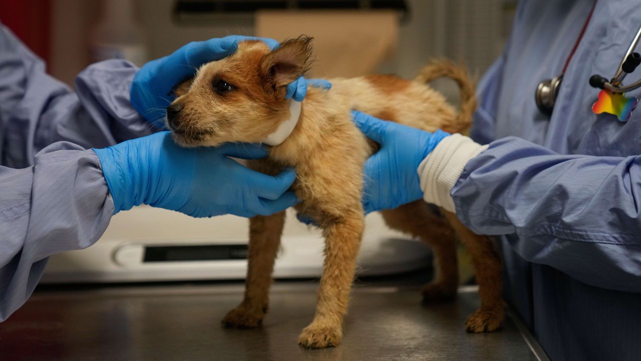 A puppy transported from a shelter affected by flooding in Texas is held at PAWS Chicago Medical Center, Wednesday, July 16, 2025, in Chicago. (AP Photo/Erin Hooley)