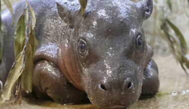 Pygmy hippopotamus calf born at Tanganyika Wildlife Park