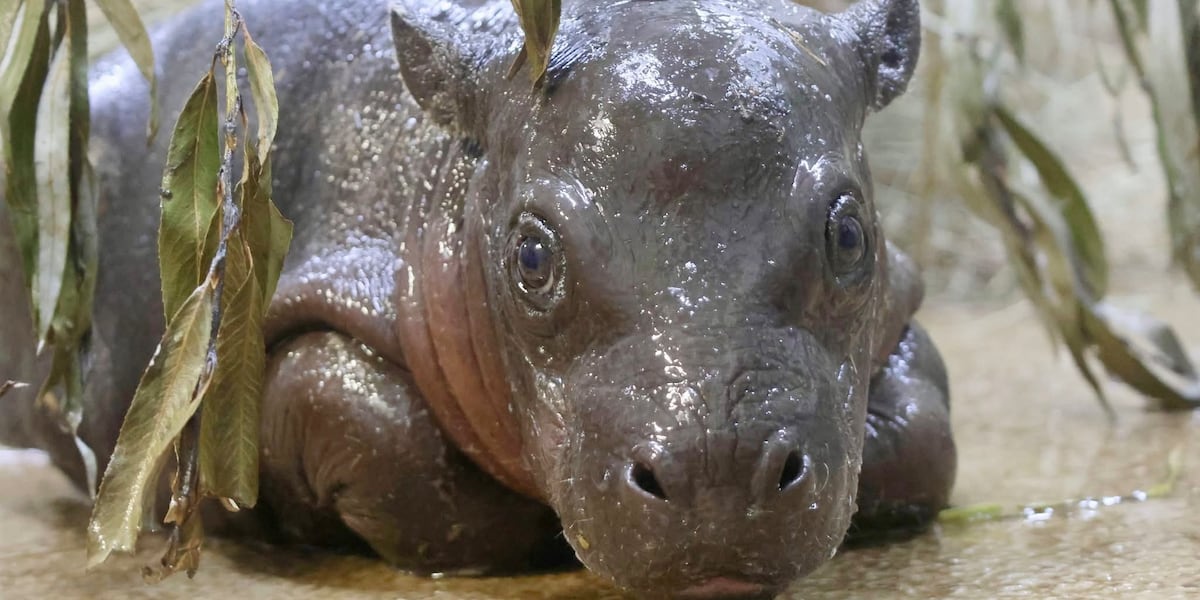 Pygmy hippopotamus calf born at Tanganyika Wildlife Park