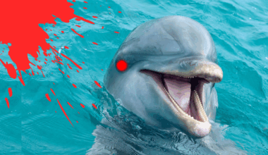Dolphin called Anakin is on killing spree across UK waters