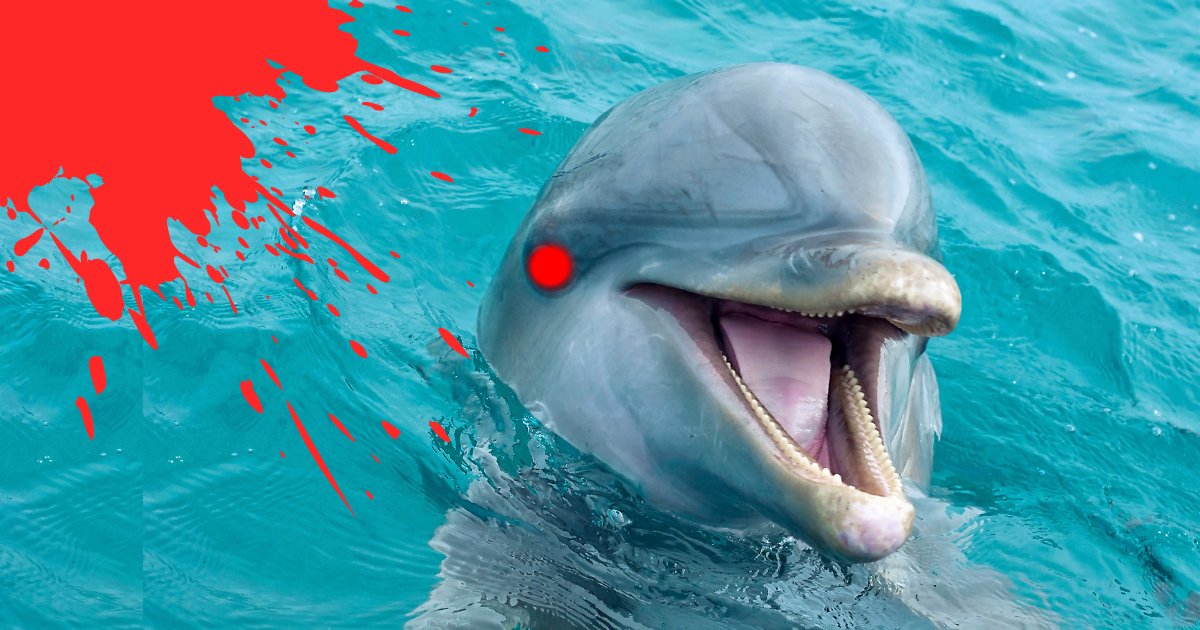 Dolphin called Anakin is on killing spree across UK waters