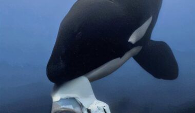 Killer whales caught sharing food with humans in strange behaviour for first time in groundbreaking study