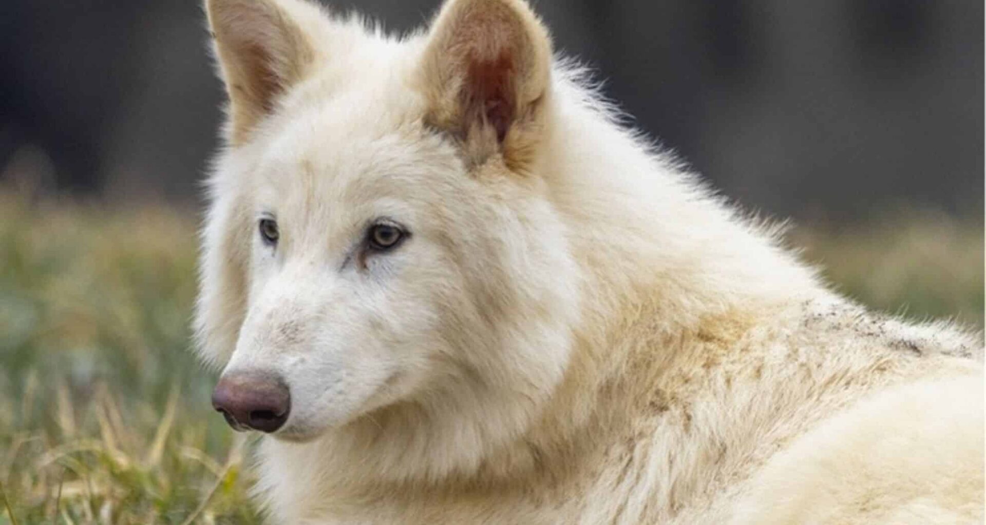 After 6 Months, Colossal’s Dire Wolves Are Twice As Large
