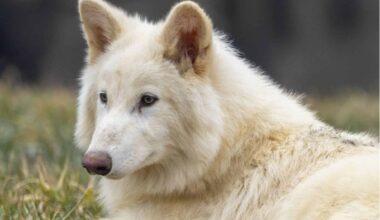 After 6 Months, Colossal’s Dire Wolves Are Twice As Large