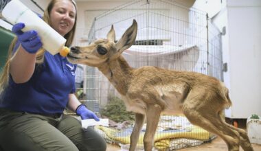 Watch: American pronghorn calf rescued by San Diego Zoo Wildlife Alliance
