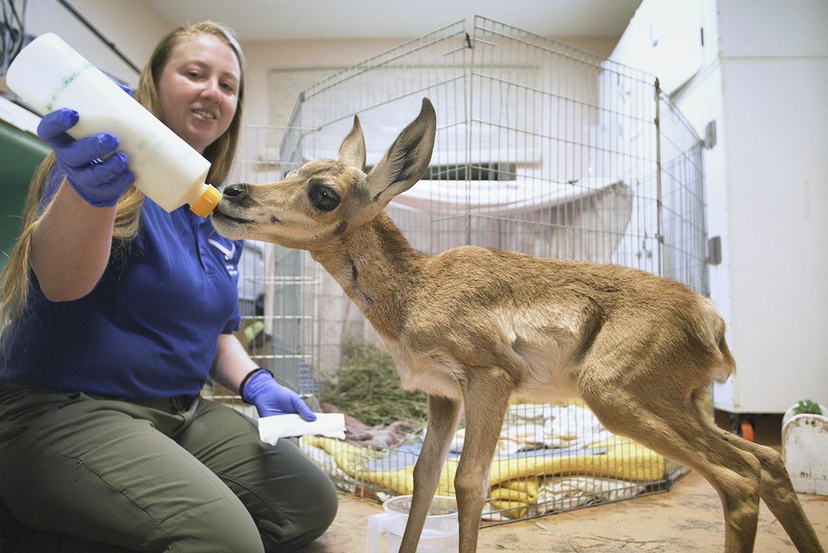 Watch: American pronghorn calf rescued by San Diego Zoo Wildlife Alliance