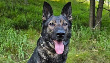 State police K9 helps arrest wanted person out of New York