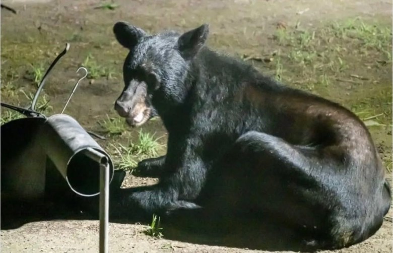 Black Bear Spotted In St. Mary’s County; Officials Urge Caution