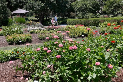 The Trial Garden at the Dallas Arboretum is seen Wednesday, June 25, 2025, in Dallas. 