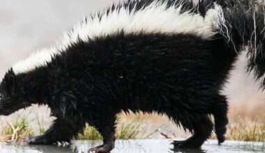 What to do if you encounter a skunk