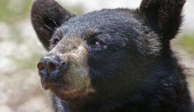 3 bears walked into Granby home, stole food, and left, DEEP says