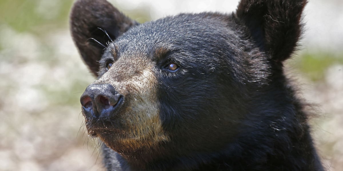 3 bears walked into Granby home, stole food, and left, DEEP says